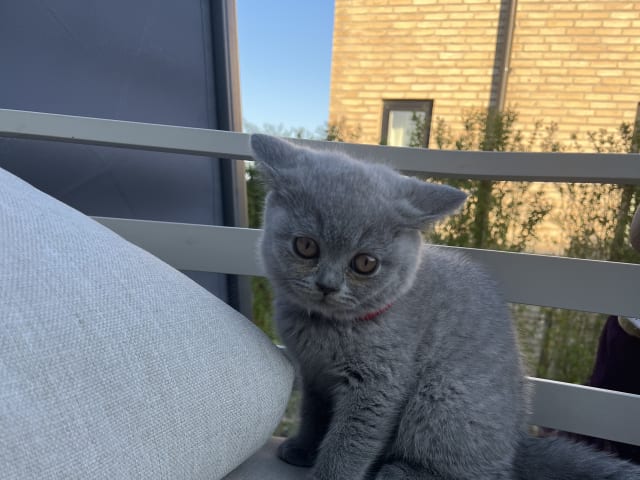 British Shorthair · Beder-Malling · Serine BlueCats
