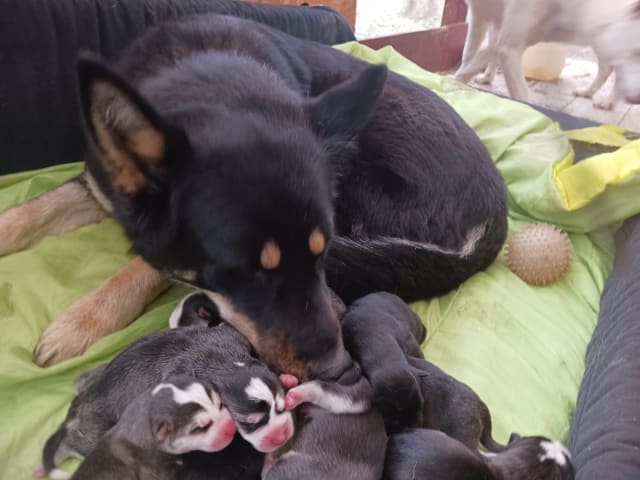 Sibirian husky- Schäfer · Sollefteå · Kenneth J.