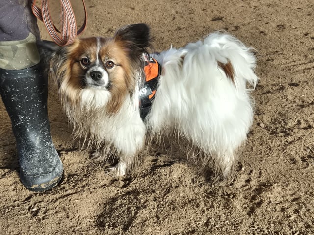 Papillon