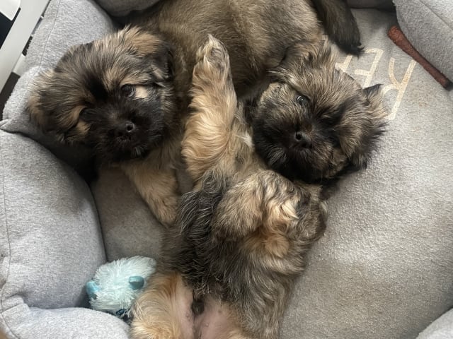 Lhasa Apso