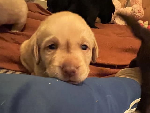 Labrador retriever