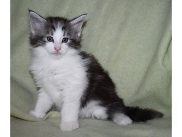 Norwegian Forest · Edsvalla · S*Pysida's