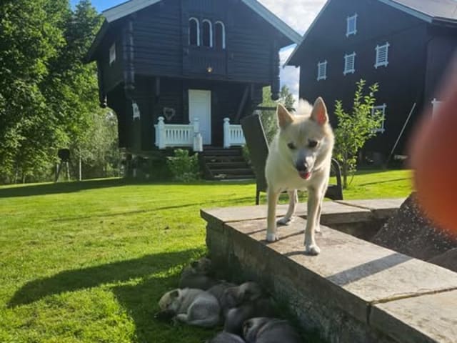 Norsk buhund