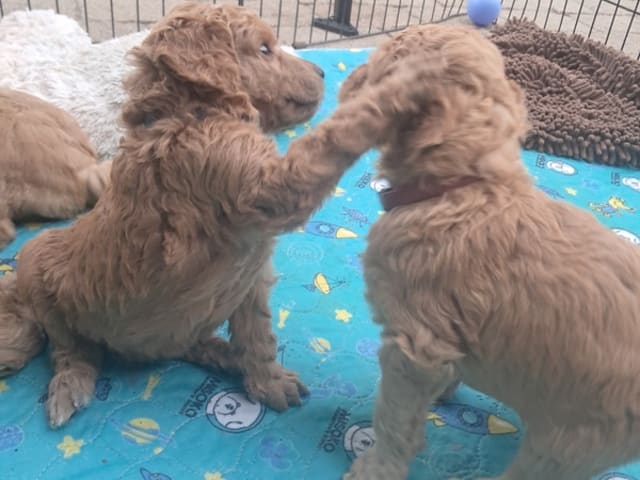Standard Poodle · Svinninge · Golden Curly Dream