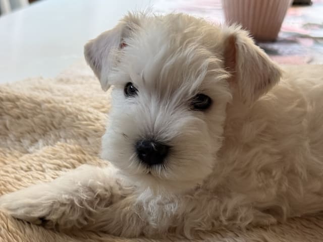 Miniature Schnauzer