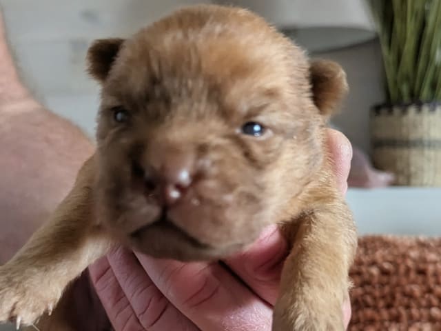 Shar Pei