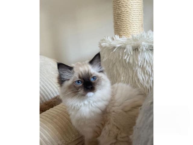 Ragdoll · Hörby · SE*Pillow Cats