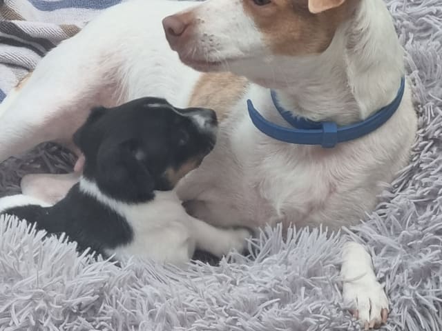 Dansk-svensk gårdhund · Karlstad · Pepparkakshusets kennel