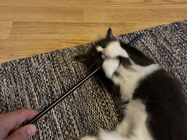Norwegian Forest · Enköping · Lodahlshjem