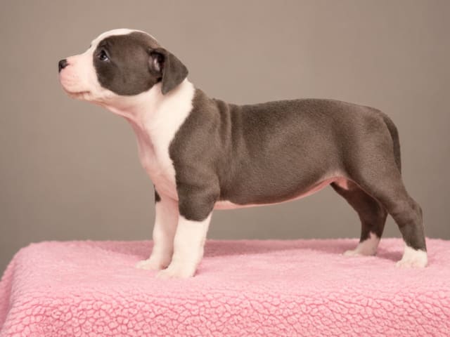 American staffordshire terrier · Härryda · Beatrice Svensson
