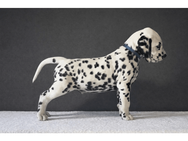Dalmatian