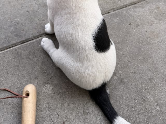 Jack Russell Terrier · åstorp · Dzenita R.