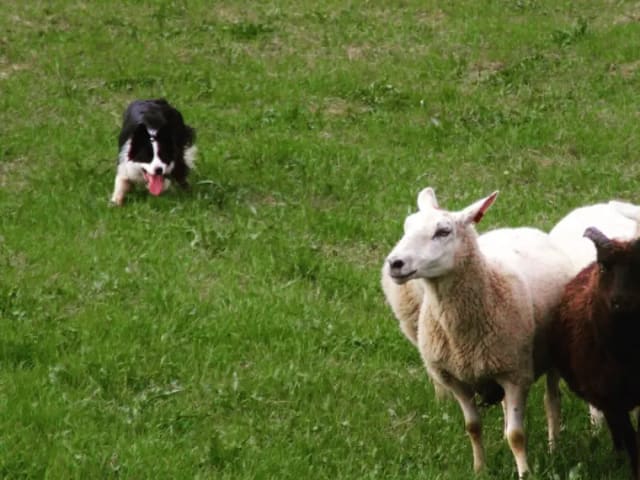 Border Collie · Sokna · Stine Färber