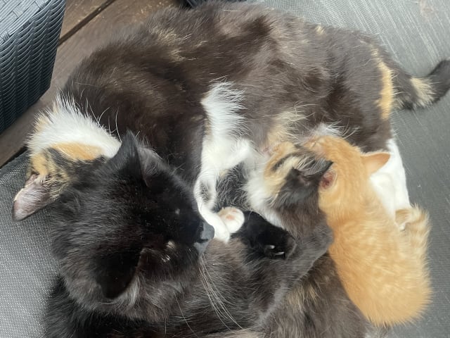 Huskatt · Ljungsbro · Rosita W.