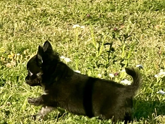 Chihuahua · Fjärdhundra · Bastängens