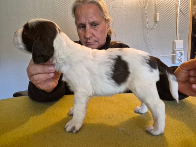 English Springer Spaniel · Hallstavik · Belgarbo's