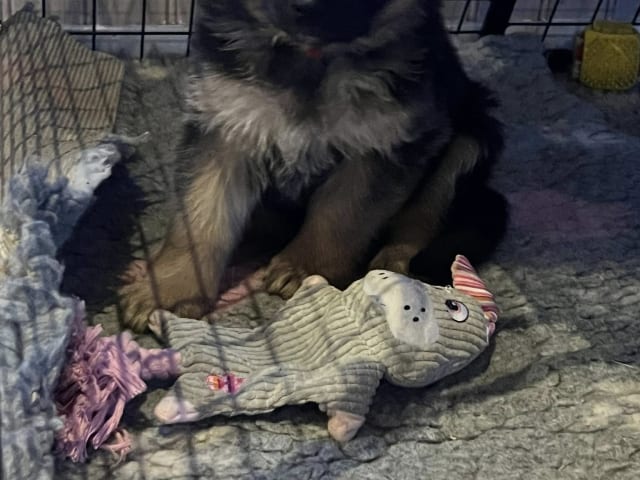 German Shepherd Dog