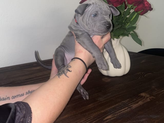 Thai Ridgeback Dog