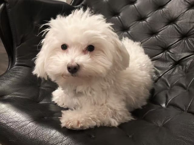 Maltese