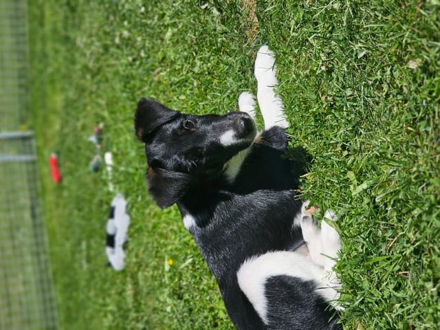 Smooth Fox Terrier