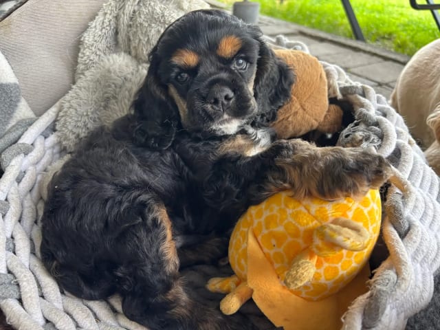 American Cocker Spaniel · Auli · Sanichaya Sonsri