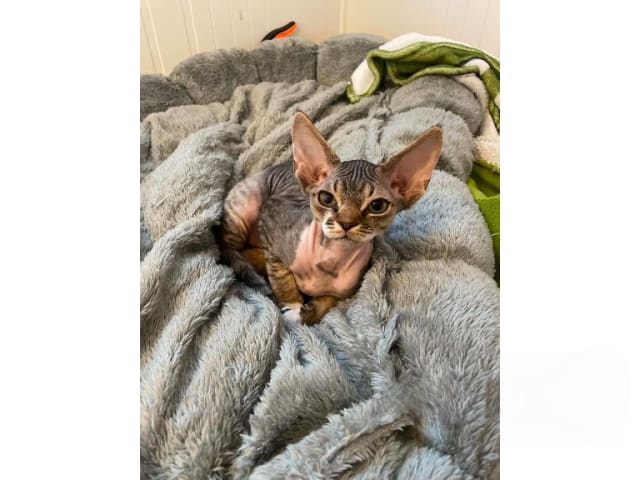 Devon Rex · Husum · S*Bonnea’s