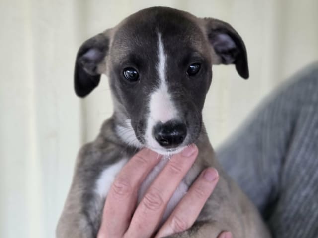 Whippet · Vålberg · Alternova Whippet