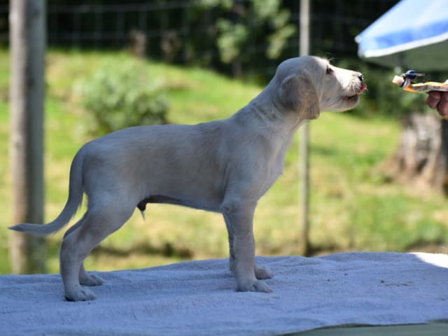 Saluki · Vaggeryd · Ojmanako's Lynette
