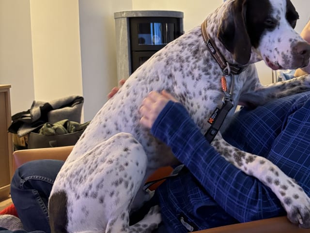 Pointer