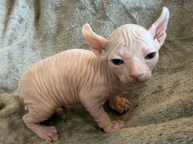Sphynx