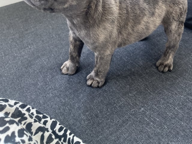 French Bulldog · Norrköping · Emiras frallor