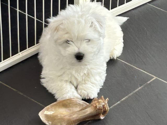 Coton de Tulear