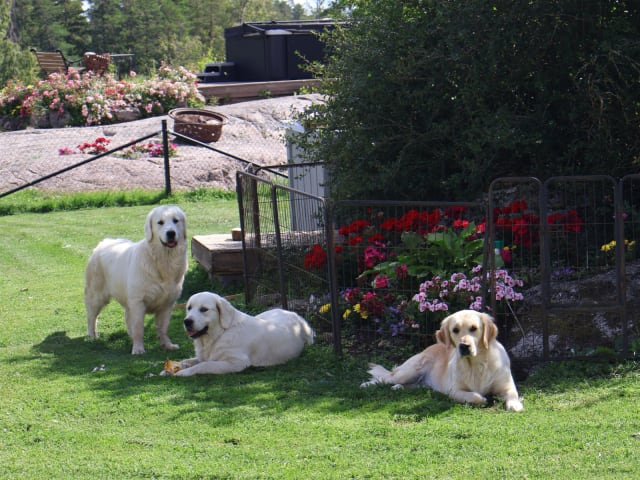 Golden retriever · Tjällmo · Ekbergarn’s  kennel