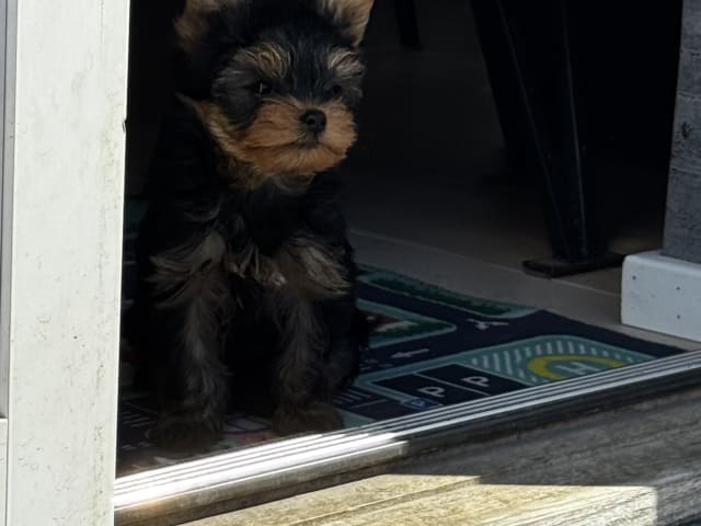 Yorkshire Terrier