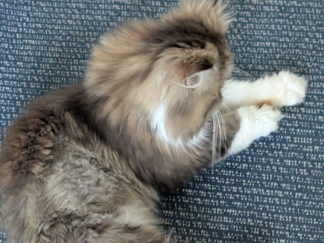 Persian
