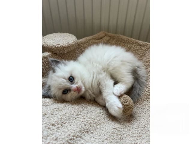 Ragdoll · Trollhättan · SE*Sapphire Blue Eyes
