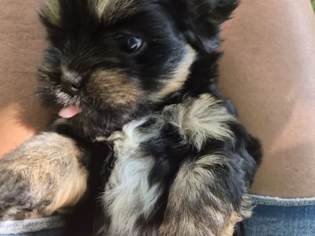 Lhasa Apso