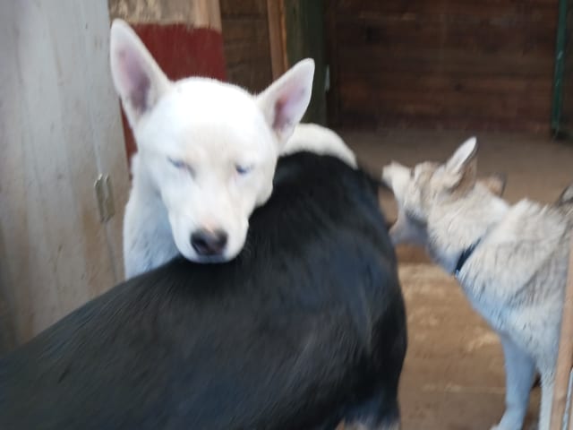Sibirian husky- Schäfer · Sollefteå · Kenneth J.