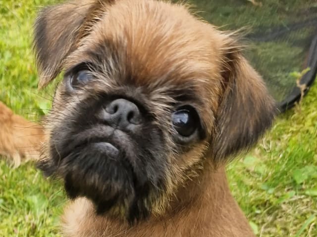 Griffon bruxellois