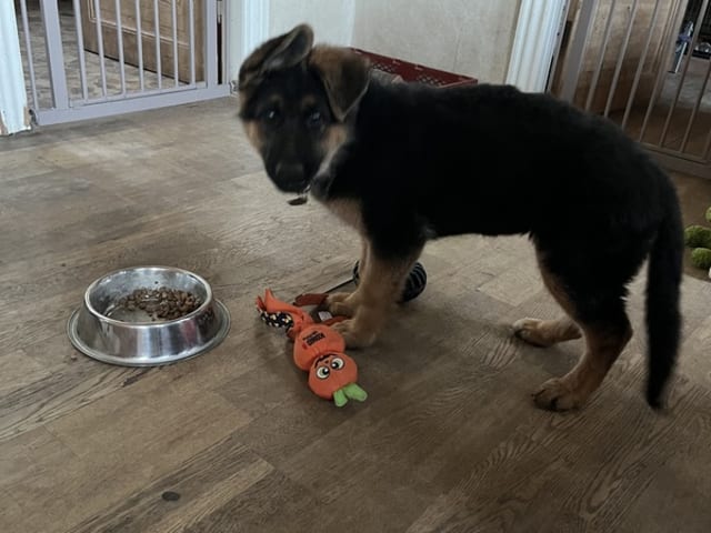 German Shepherd Dog · Rønne · Skjoldungens