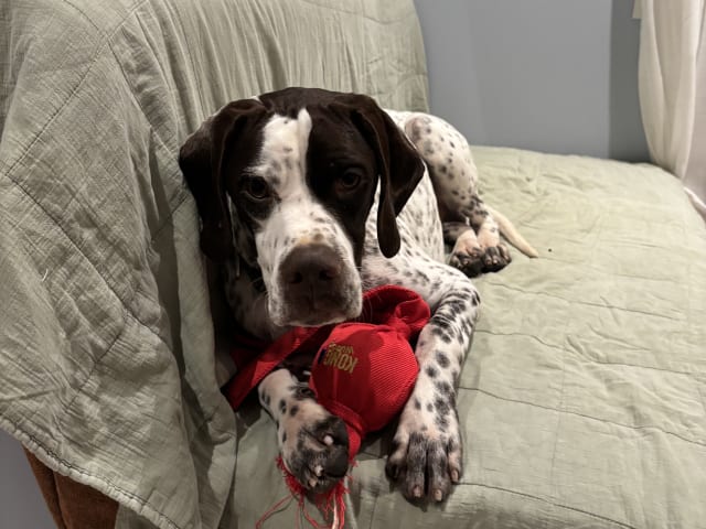Pointer