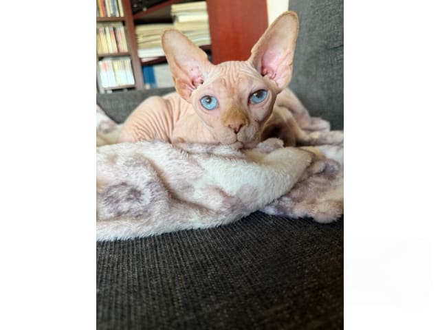 Sphynx · Sala · SE*LånstaGård's