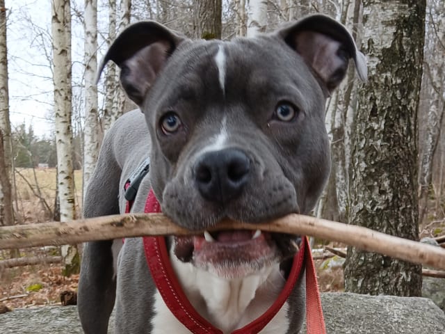 American Staffordshire Terrier