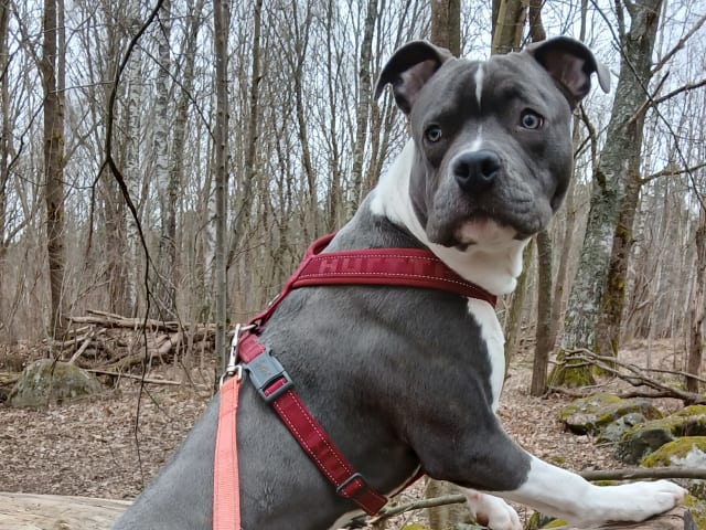 American Staffordshire Terrier