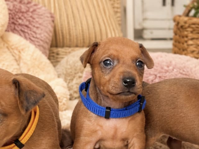 Miniature Pinscher