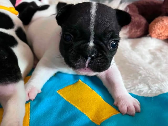 Fransk bulldog · Brønnøysund · Camilla Pigato Lillehorn