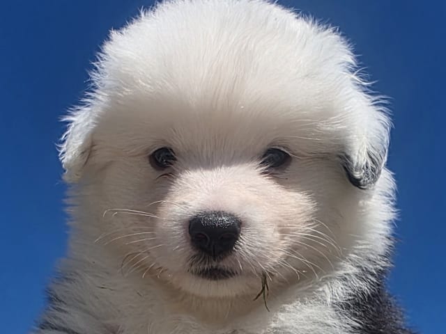 Miniature American Shepherd · Hyllinge · Lina Bäckström