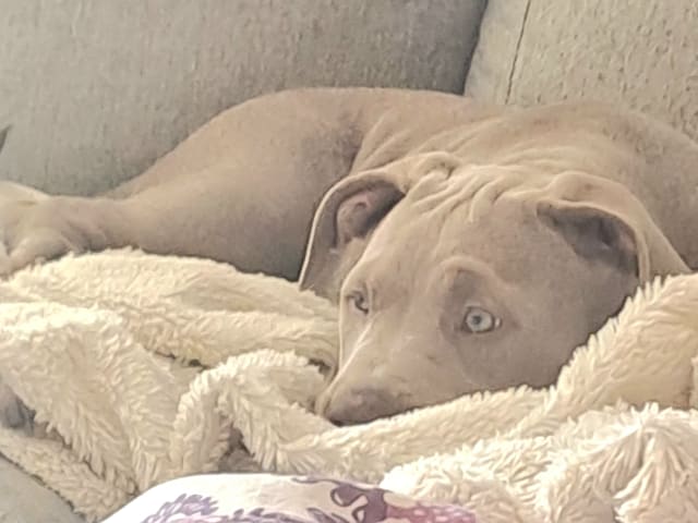 American Bully · Torshälla · Emelie R.