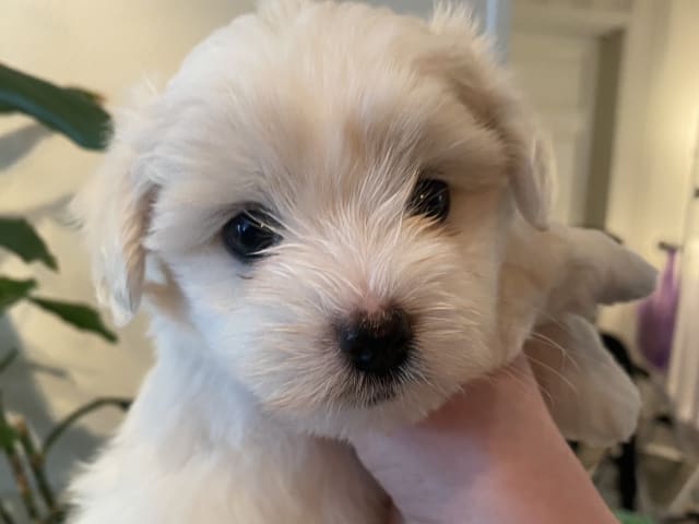 Coton de Tulear
