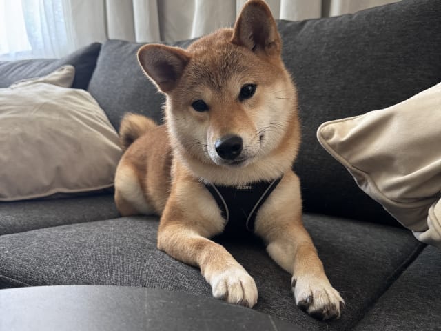 Shiba Inu